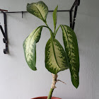 Dumb Cane