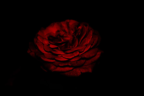 Rose in the night di Ale Smr