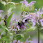 eastern carpenter bee