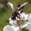 Wasp mimic 'Thick Headed' fly