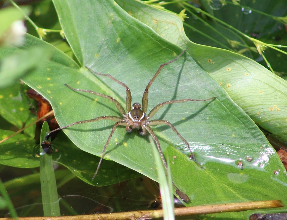 Fishing spider