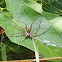 Fishing spider