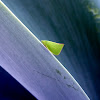 Green Planthopper