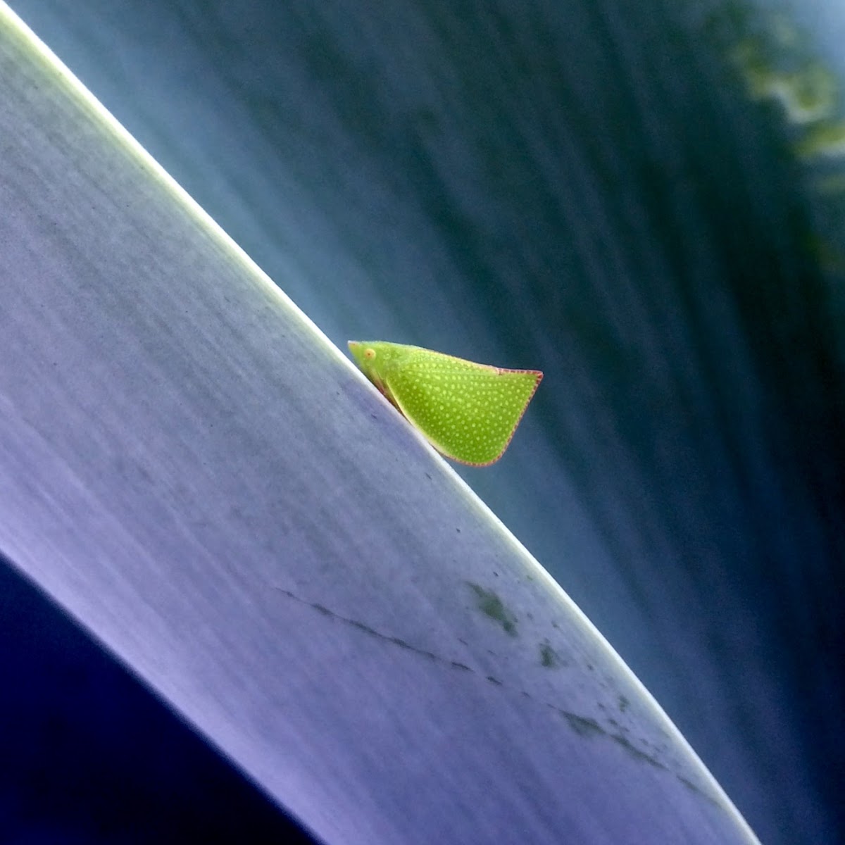 Green Planthopper