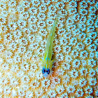 Peppermint Goby