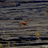 chinkara, Indian gazelle