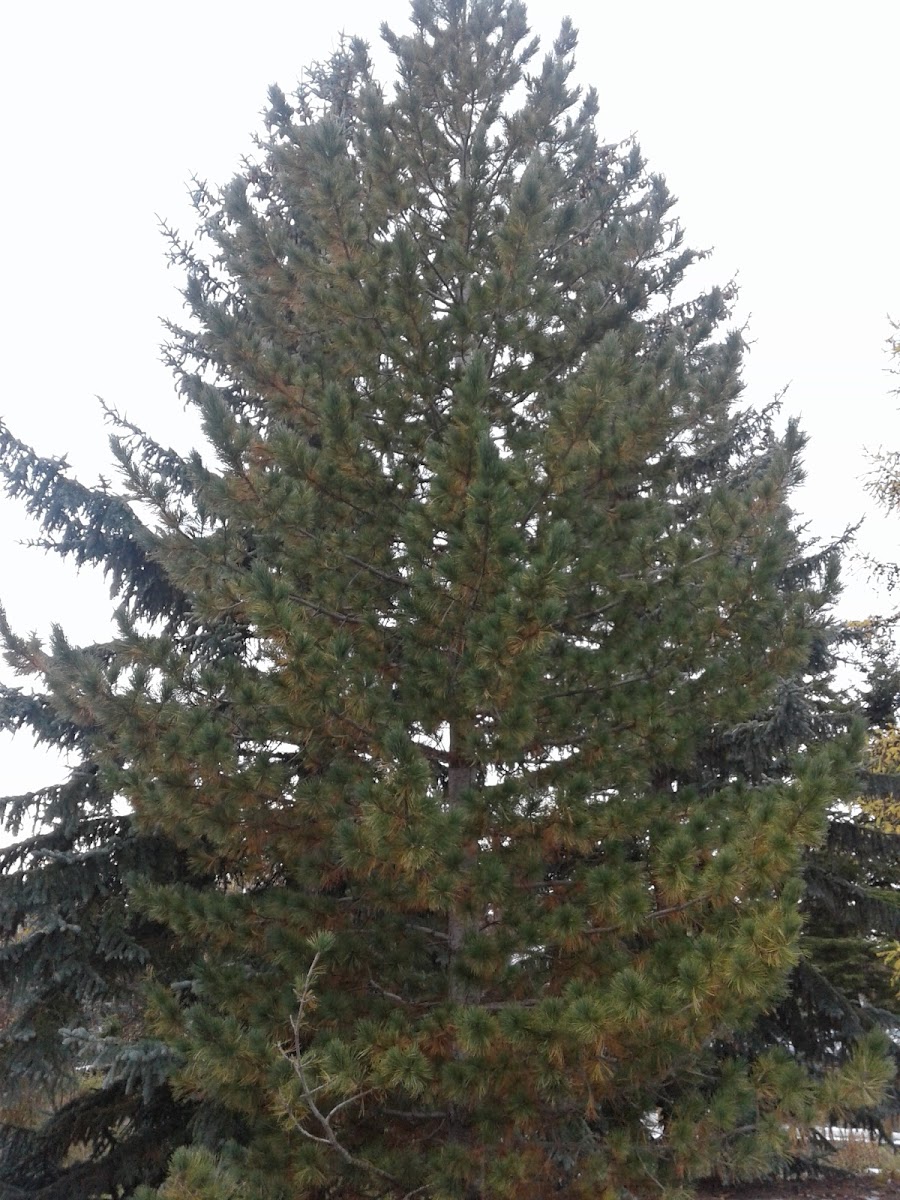 Ponderosa Pine Tree