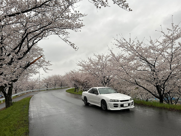 スカイラインの桜並木・公園の駐車場・水溜りに関するカスタム事例の投稿画像1枚目