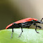 Cardinal beetle