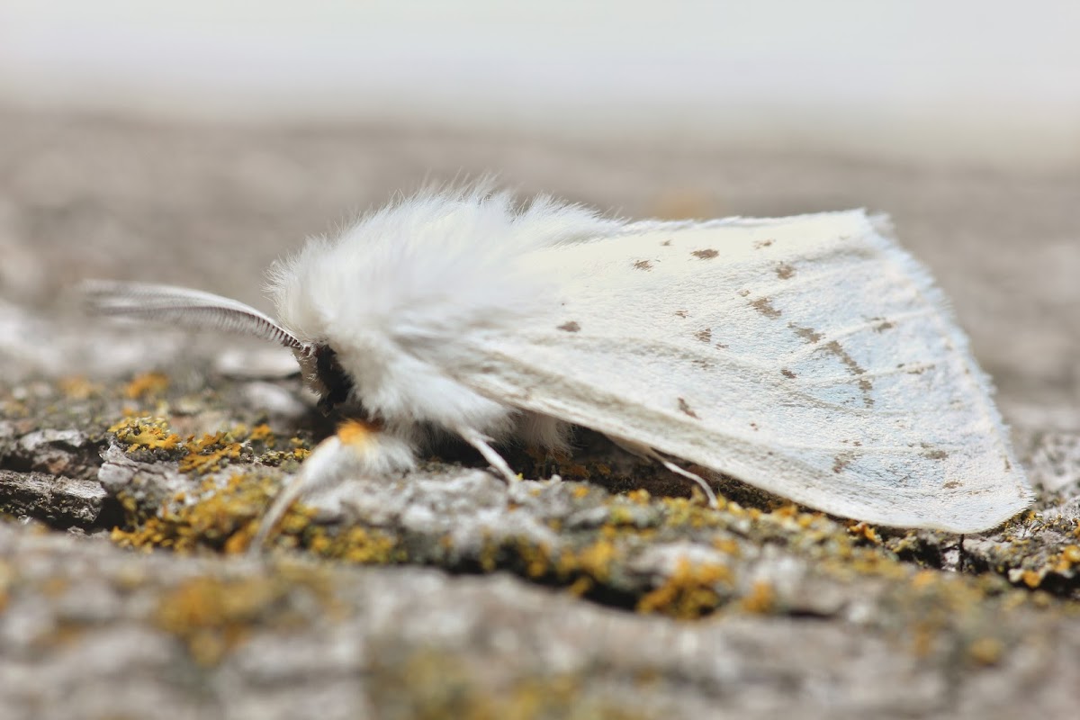 Agreeable Tiger Moth - 8134