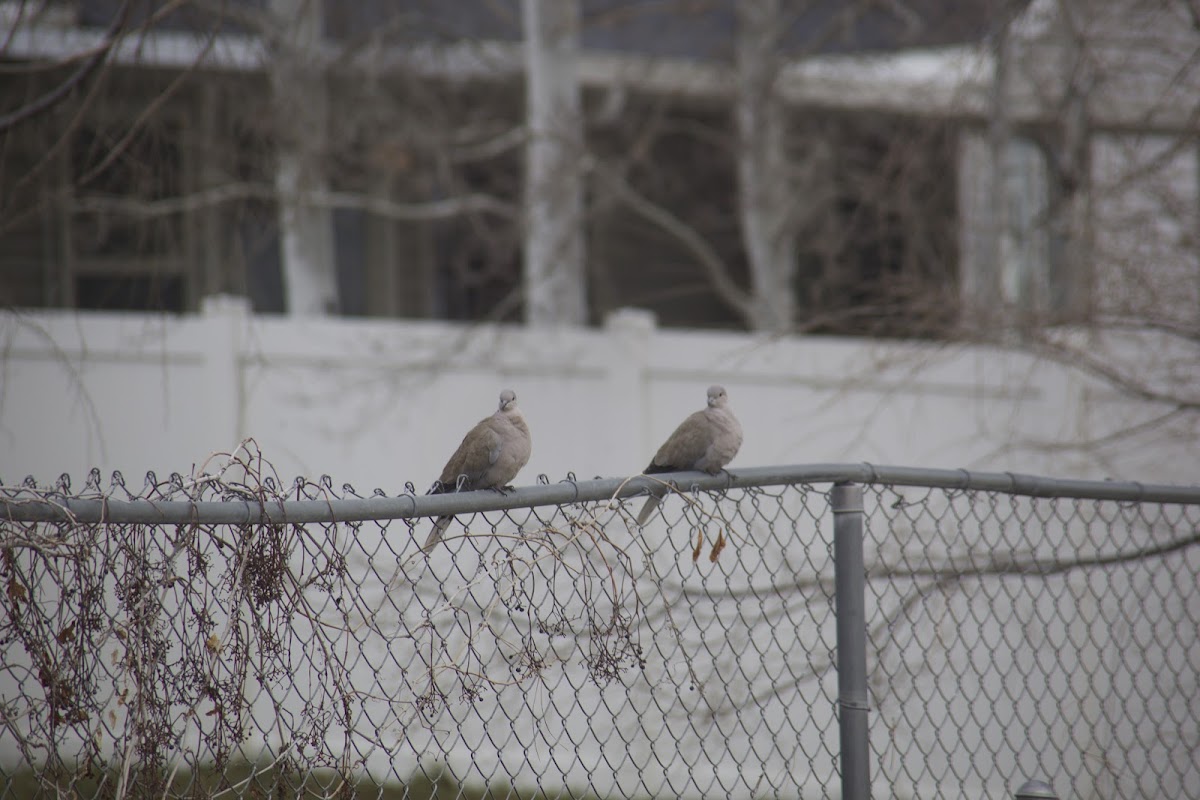 Eurasian Collared Dove