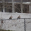 Eurasian Collared Dove