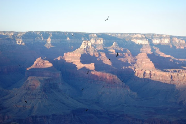 Le vedette del gran canyon di enzo.ceci