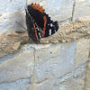 Red Admiral