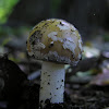 Fly agaric