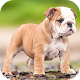 Download Bulldog Wallpapers HD For PC Windows and Mac