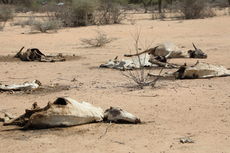 Carcasses of dead animals at Lagbohol in Wajir county.