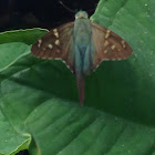 Long tailed Skipper