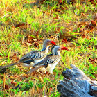 Southern Red-Billed Hornbill