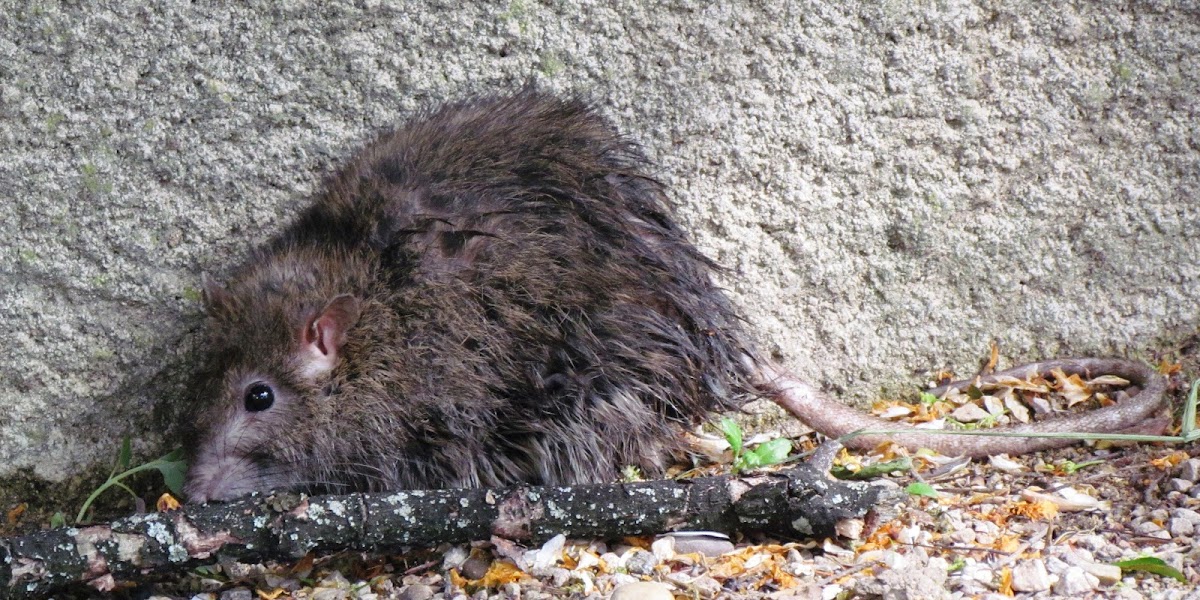 Brown rat