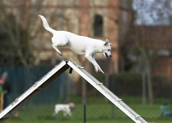 Agility Dog di Ulisse Photography