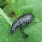 Carabidae- Broscini \ Жужелицы-головачи