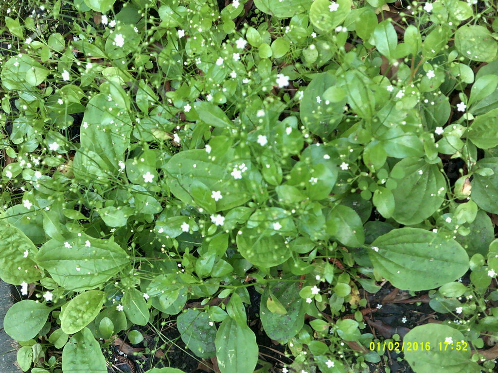 Seaside Brookweed