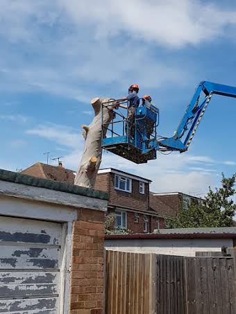Eucalyptus dismantle over fragile garage roof album cover