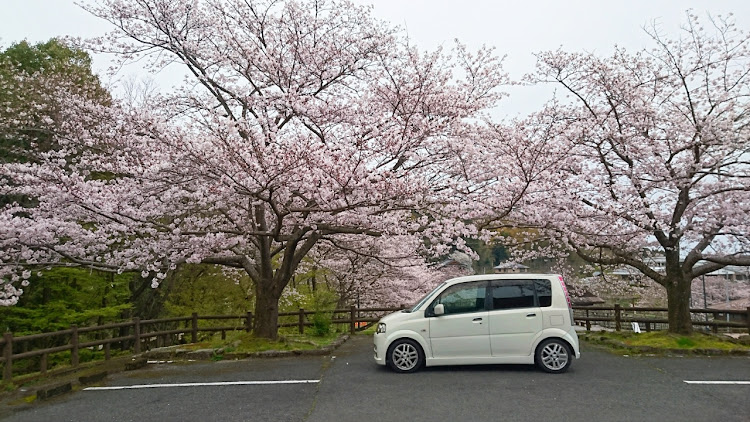 ムーヴの桜とコラボ・仁比山・桜街道・神埼市・来年もみんなで❗に関するカスタム事例の投稿画像2枚目