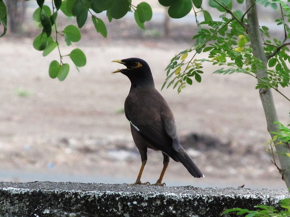 Common Myna