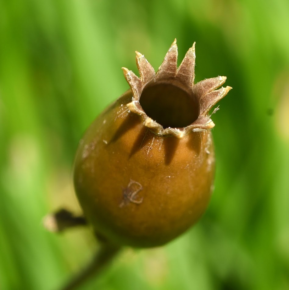 vrucht (vrouwelijke plant)