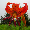 Turkscap lily