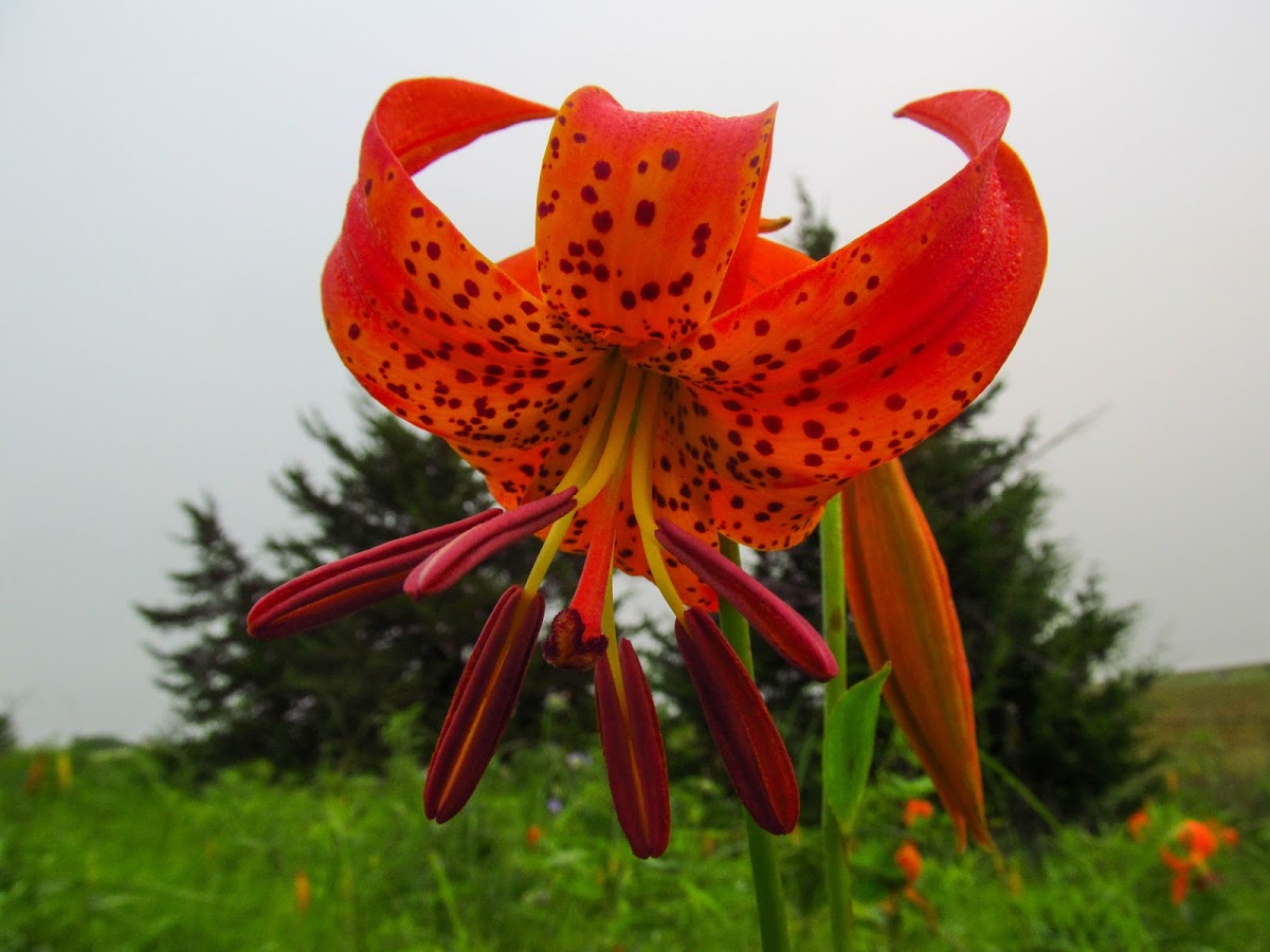 Turkscap lily