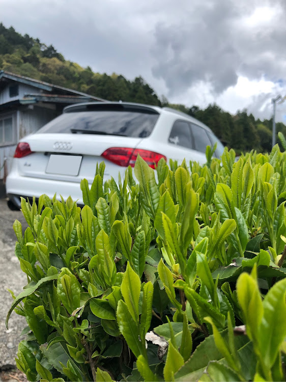 A4 アバントの川根茶・お茶刈り・新芽に関するカスタム事例の投稿画像2枚目