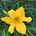 Daylily