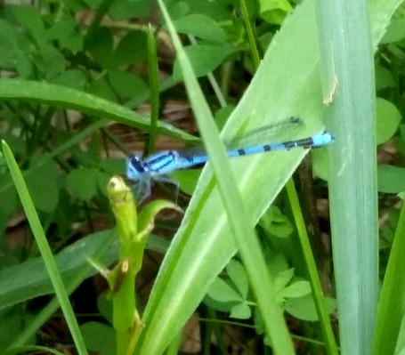 Familiar Bluet