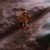 Weaver ant mimic spider