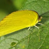 Large Orange Sulphur?