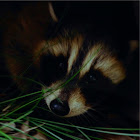 Raccoon