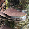 Fungus