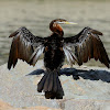 Australasian Darter