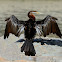 Australasian Darter