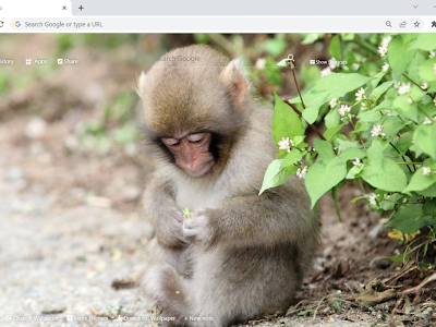 壁紙 動物 赤ちゃん 336448-��紙 動物 赤ちゃん 無料