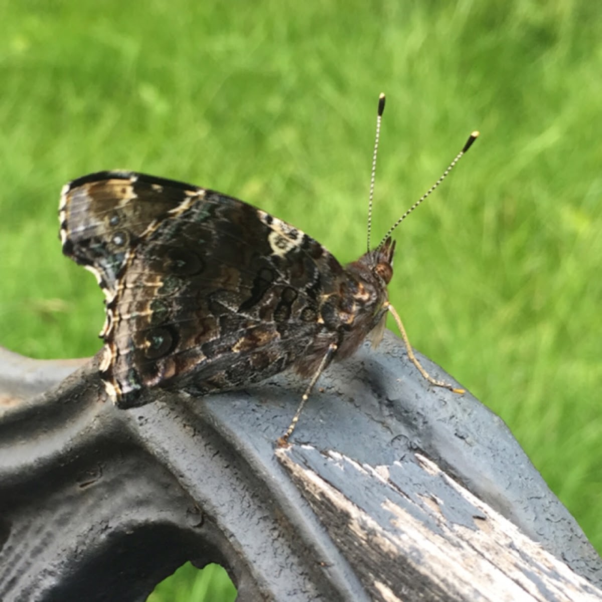 Red Admiral Butterfly