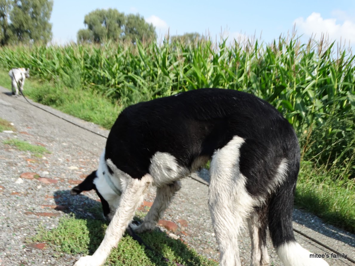  - Neva, jeune border collie ADOPTÉE   - Page 2 HQEbVGxcwJaYjW7vGGVNmcCPxXyUX2wfH6fkSRIzZBa-fnT02MhDnnkL72uCsqtmwiHuAhFfPCZAd6umef7Ybdo3WeAUq6y_LsV910avuP_fAEC2RjS46vDBKCYvoHtlkIyKikBnXchzWq38xZpAHmCKovAk4JciSp6wrxLHAgbR1VpzTGB_blo-FFbUDi3sYFuFJB-RlAlI88hS4qeC56JkrwF9eI5jnDb6IKWzlcNlKjUs5V91E1oLsGTkf5s72xjjXTlOmBFKVxff6ACY_5IuONMpvswxmMNZjfP_1223py9cSjAmlSqo9CrcfYflJzx5m0gE3B1mEYDefLOn3CUkRZs6ZttVf2Fut0U-HRtn53Y7i8jz4G6LaBamve3uDSbgip2lYI1Pj0izyrD_R5vg-4TUepCEIHHEUtgHp66DYCk1X6f-PuERqekkWWs2TqyFWbNA68Kp5dXhO0GIqxTsI7YGqYrNfxBjtQiFsyyOyu5RPM9fG4Izh0wIs1z9_dwpZrBxWX-iwhq0J2xiqtorLYlHnAbIP8jHkMzGw8euWgsq4CmkYhYcbiZXtVv0_ABvohm4KInjZG0uLmxYe4p-K7IUPp_EXOYOh_DNIww=w1190-h892-no?pageId=102314735241138359955