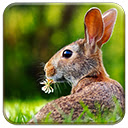 Rabbit Chrome extension download