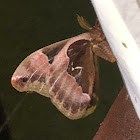 Tuliptree silkmoth