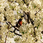 American Robin