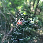 Red-femured Spotted Orbweaver