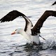 Albatross Live Wallpaper Free Download on Windows